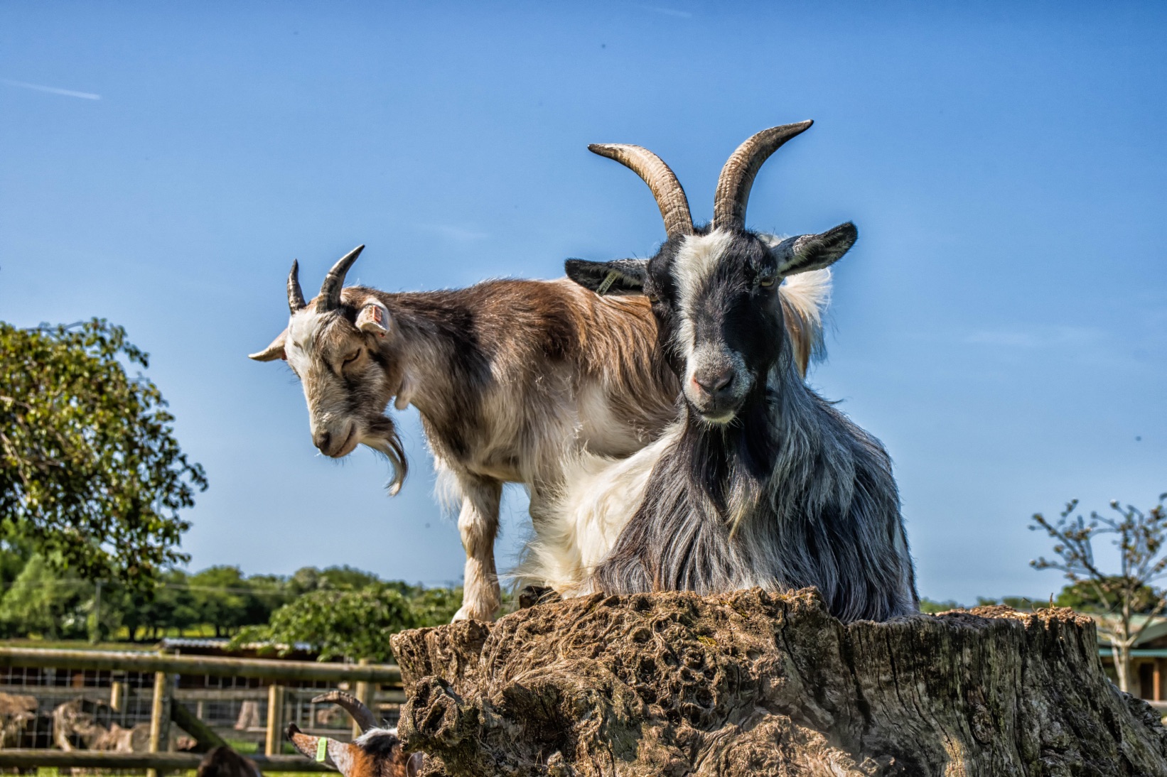 Small Animals | Small Breeds Farm