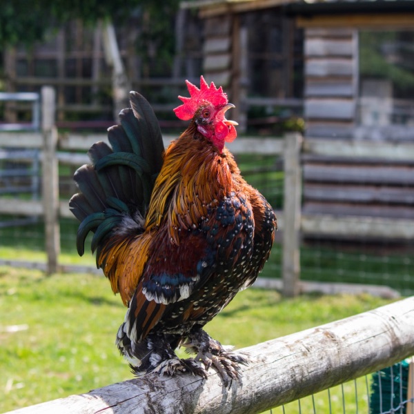 Our Chickens | Small Breeds Farm Kington