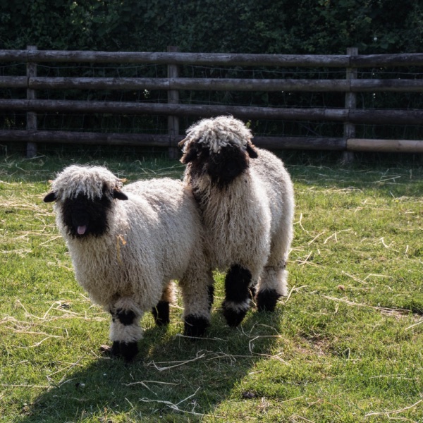Valais Blacknose Sheep | Small Breeds Farm Kington