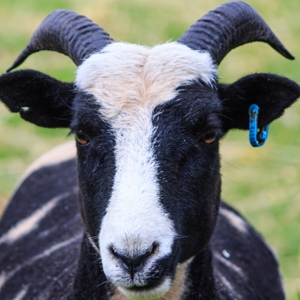 Bower Goat | Small Breeds Farm Kington