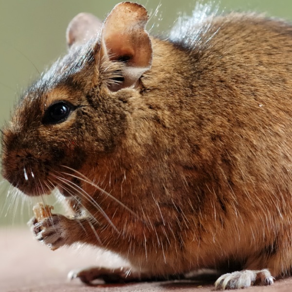 Our Degu | Small Breeds Farm Kington