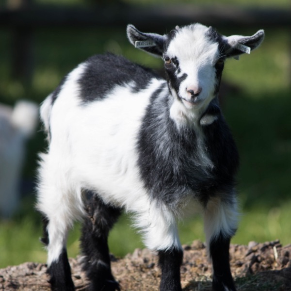 PYGMY GOAT | Small Breeds Farm Kington