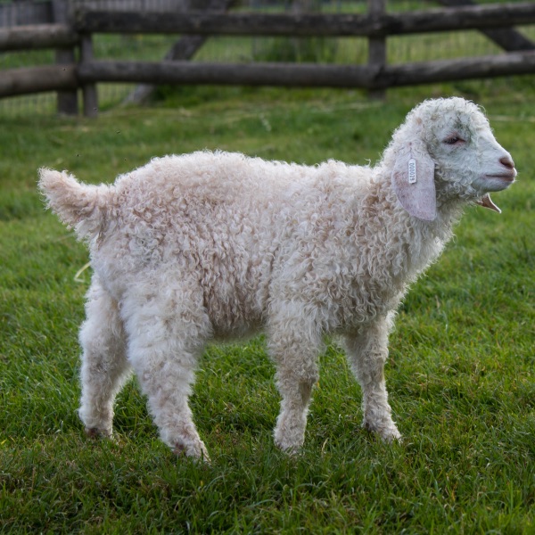 Angora Goat