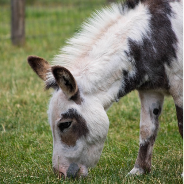 Miniature Mediterranean Donkey