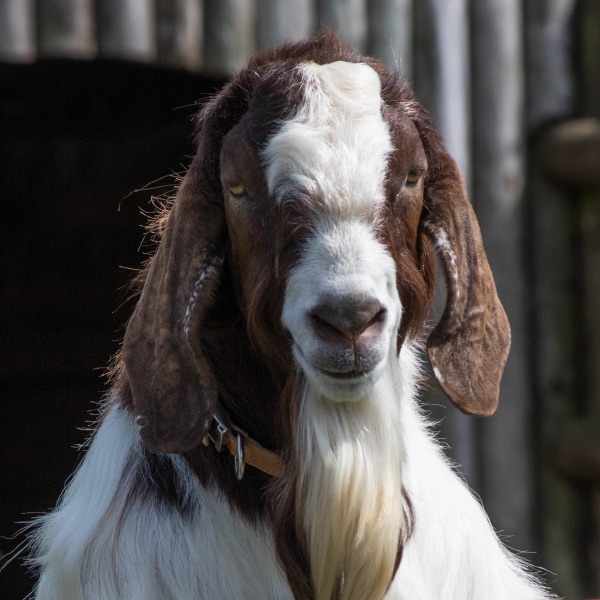 Bower Goats | Small Breeds Farm Kington