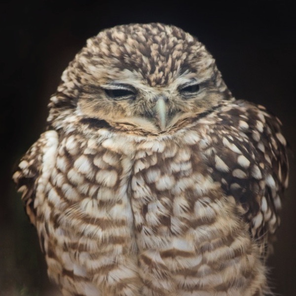 Burrowing owl