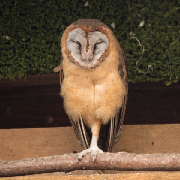 Ashy faced barn owl