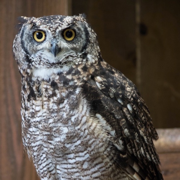 African spotted eagle owl