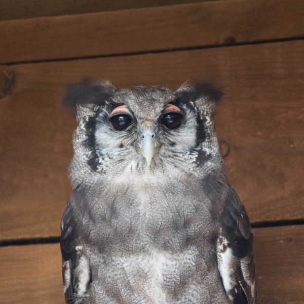 Verreauxs eagle owl