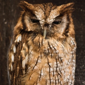 Tropical screech owl