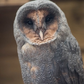 Melanistic barn owl