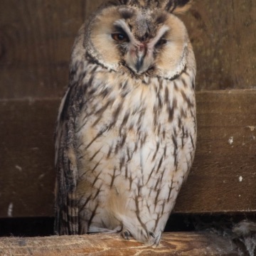 Long eared owl