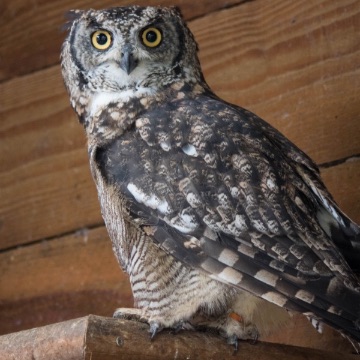 Great horned eagle owl