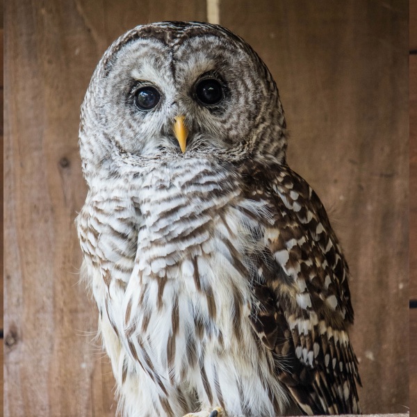 American barred owl