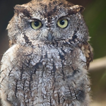 Western screech owl