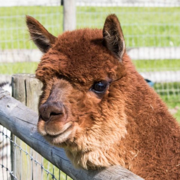 Alpacas