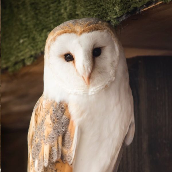 Barn Owl