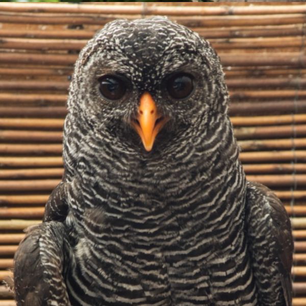 Black Banded Owls