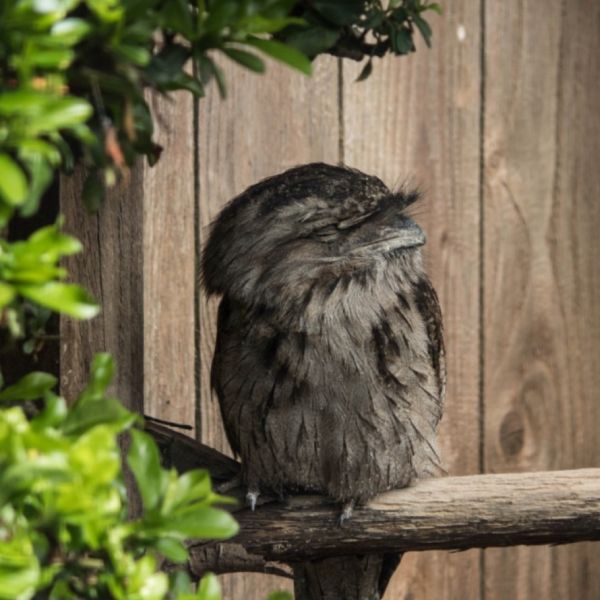 Frogmouth Owls