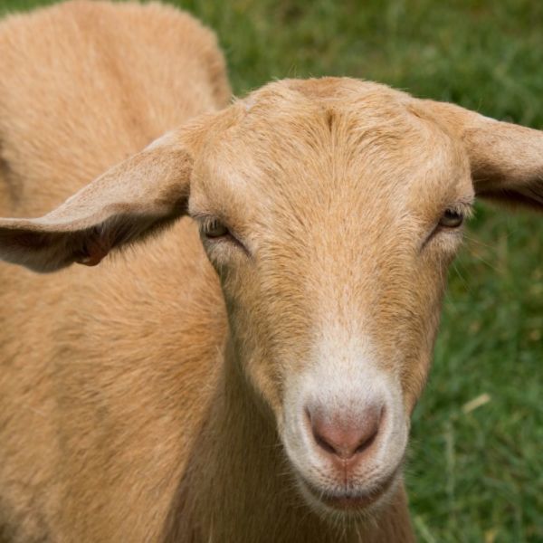 Golden Guernsey Goat