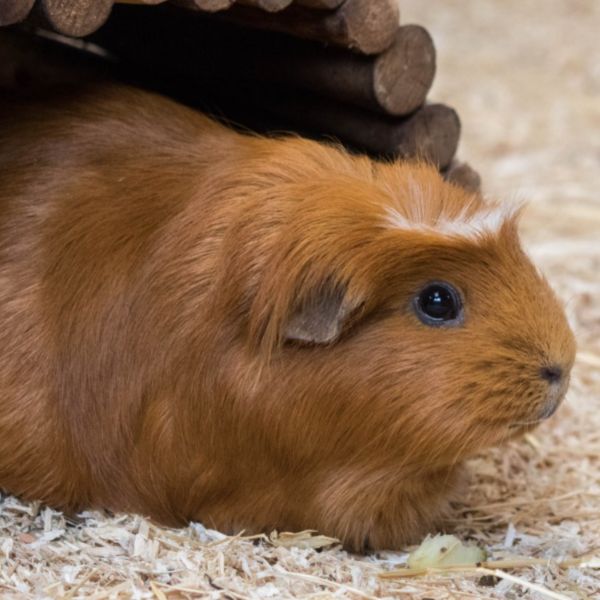 Guinea Pigs