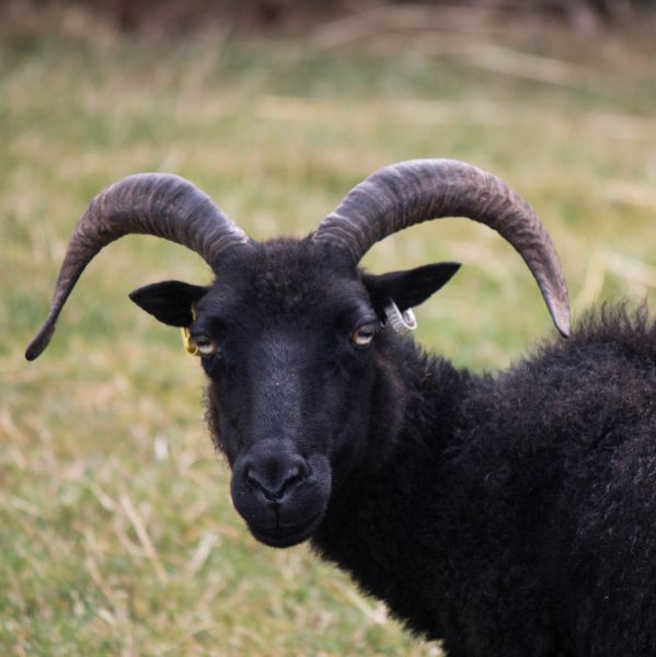 Hebridean sheep