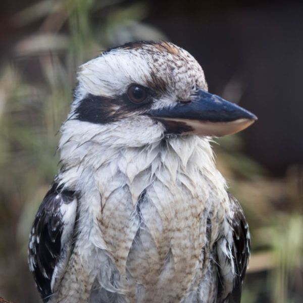 Kookaburra's