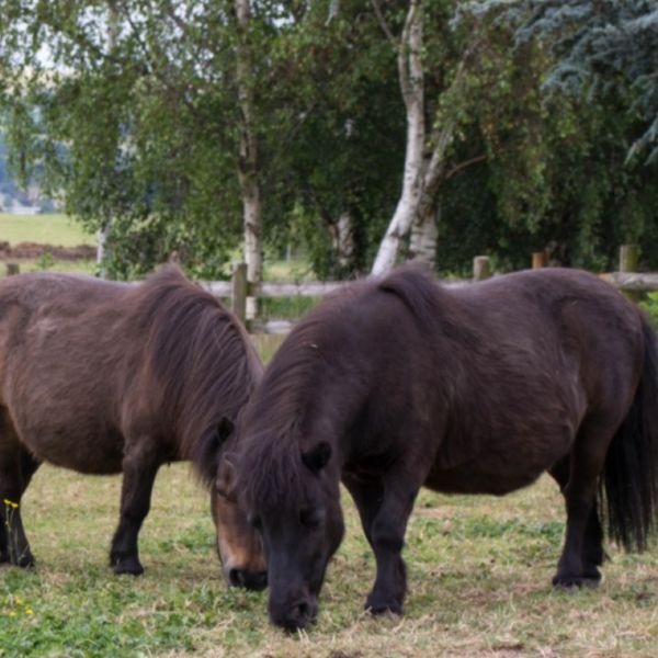 MINIATURE HORSES