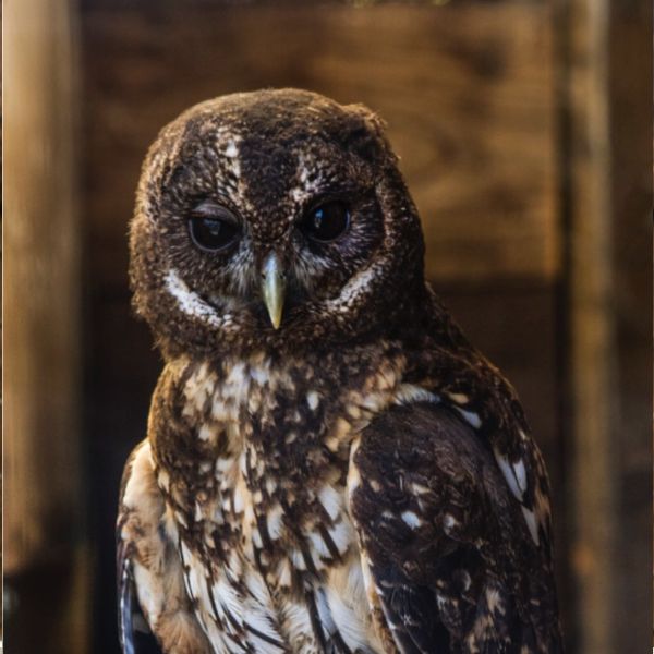 Mottled Owls