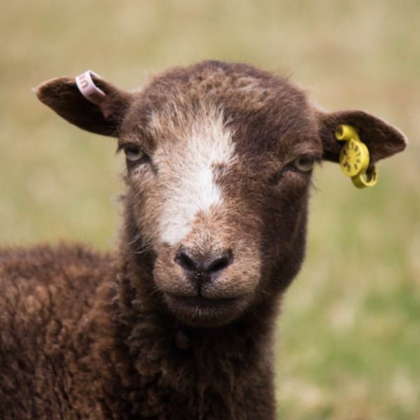 Ouessant sheep