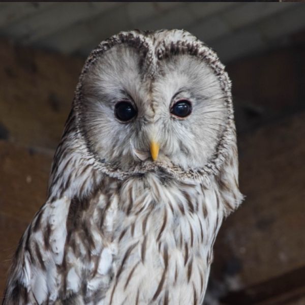 Barn Owl