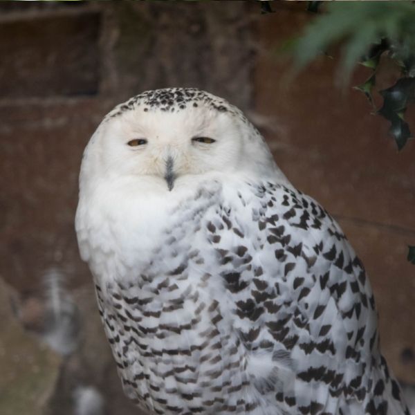 Frogmouth Owls