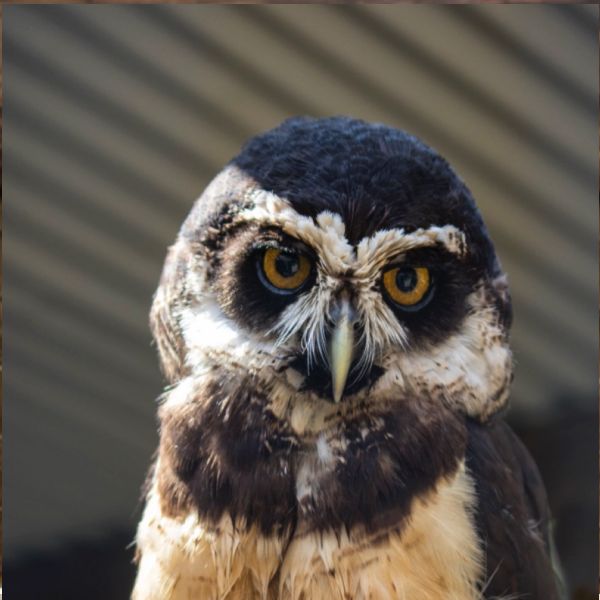 Spectacled Owls