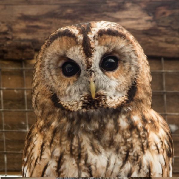 Tawny Owls