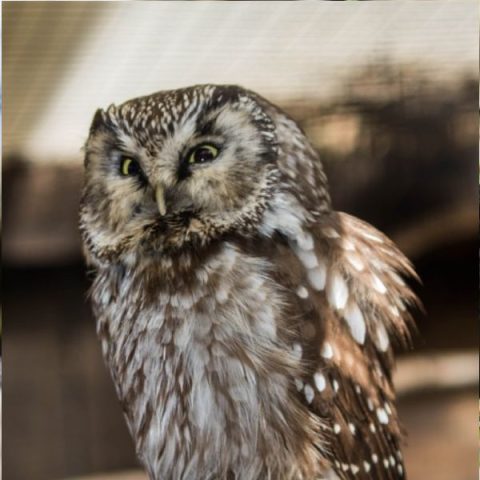 Our Owls | Small Breeds Farm Kington Herefordshire