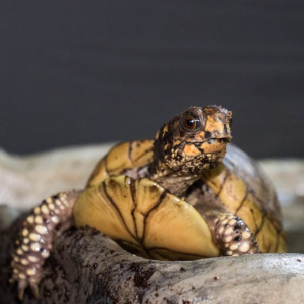 Three Toed Box Tortoise 