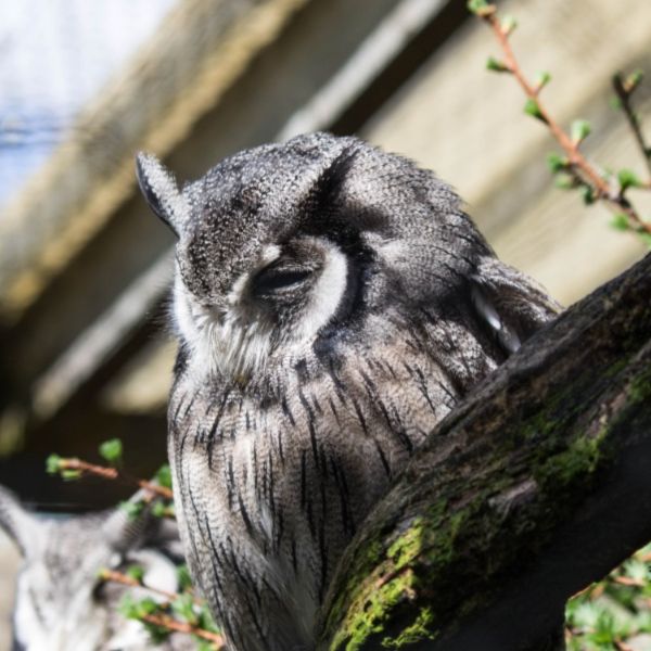 White Faced Owls