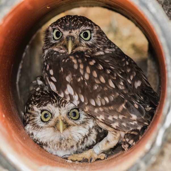 Black Banded Owls