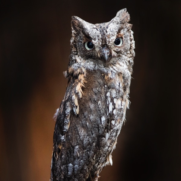 Black Banded Owls