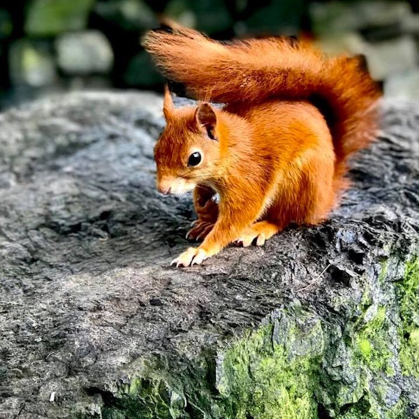 Red Squirrel