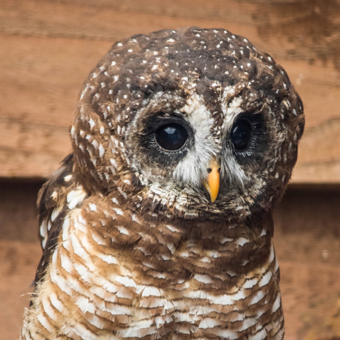 African Wood Owl 