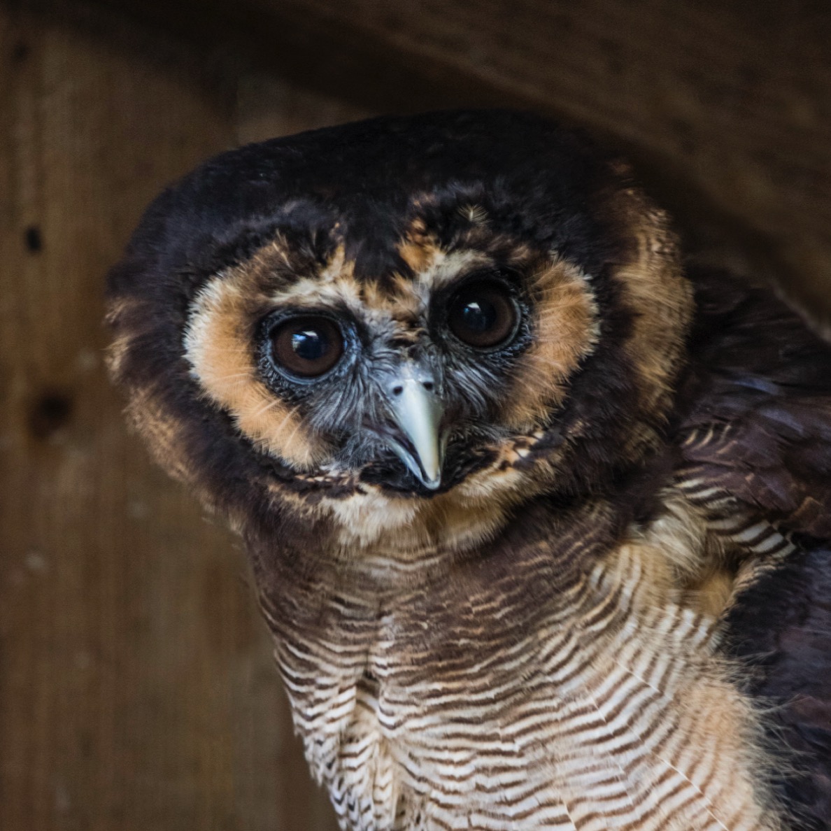 Asian Brown Wood Owl