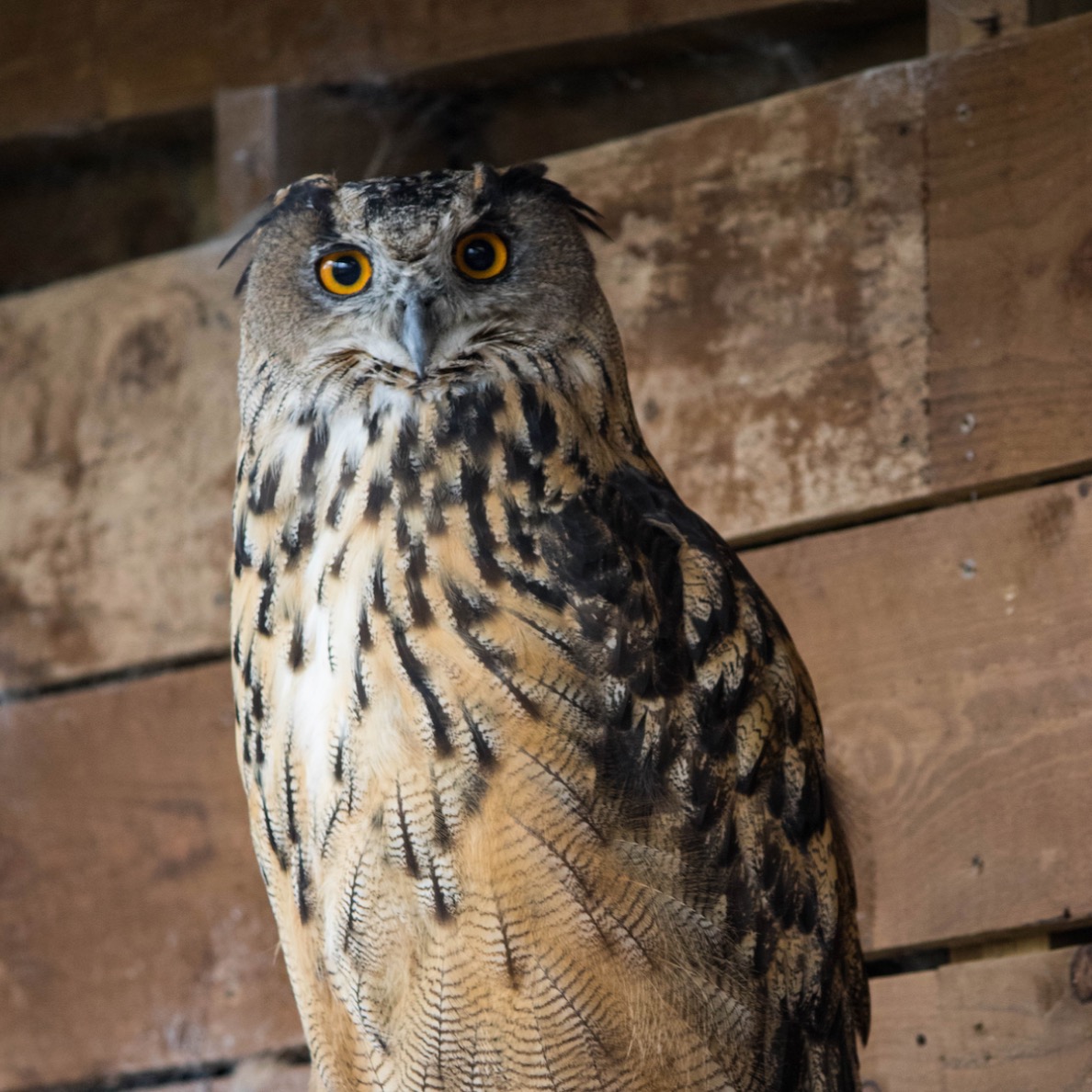 Eurasian Eagle Owl