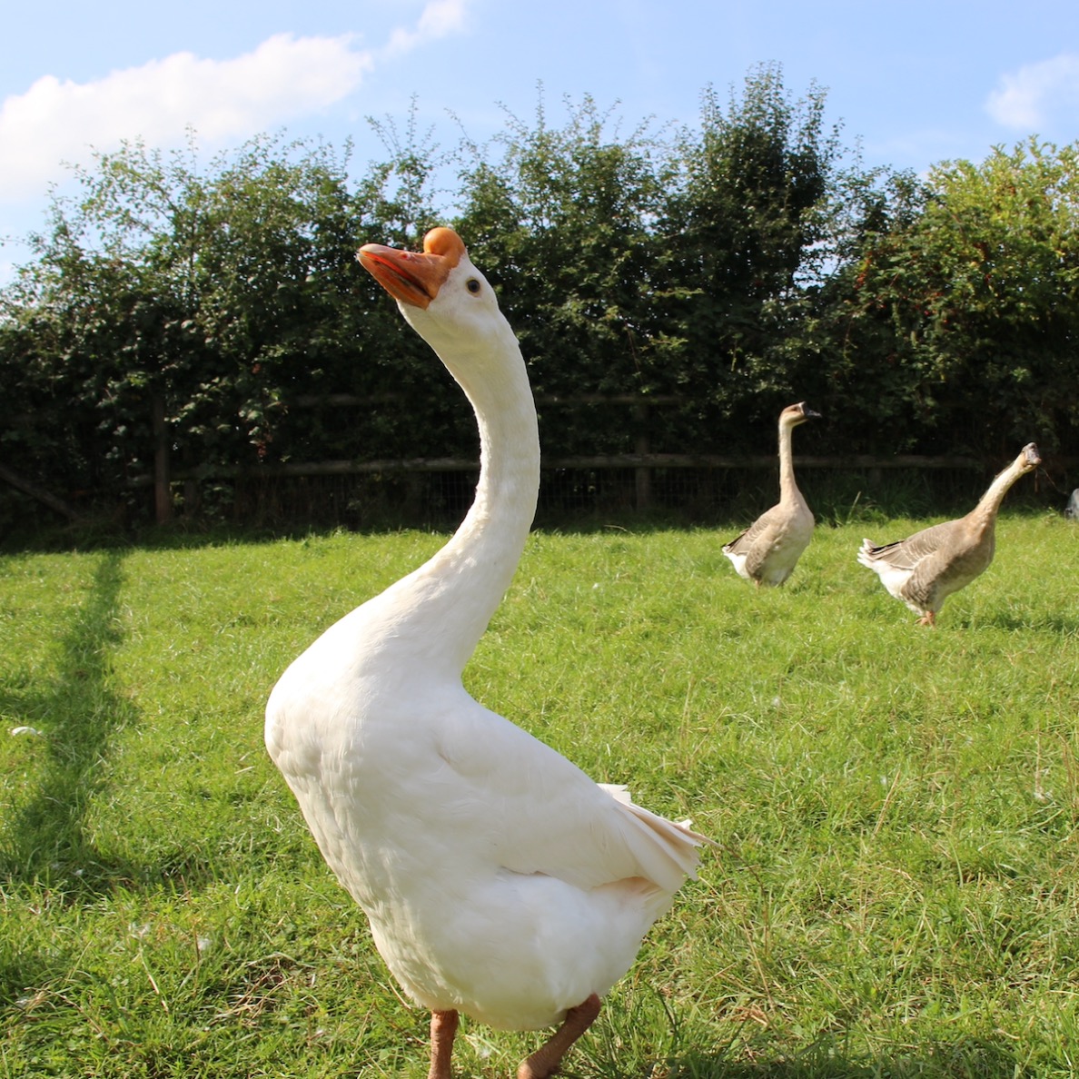 Chester the Chinese Goose
