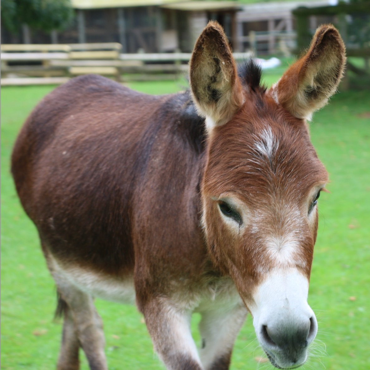 Red the Donkey
