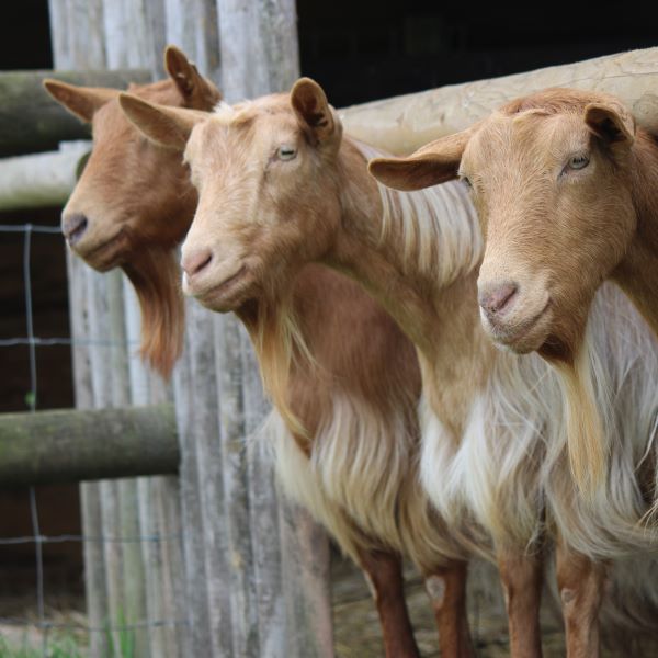 Blondie the Goat 