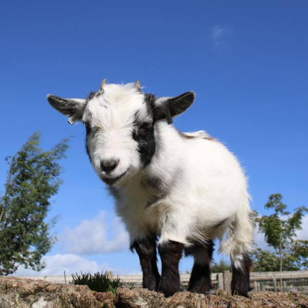 Dyll the Pygmy Goat