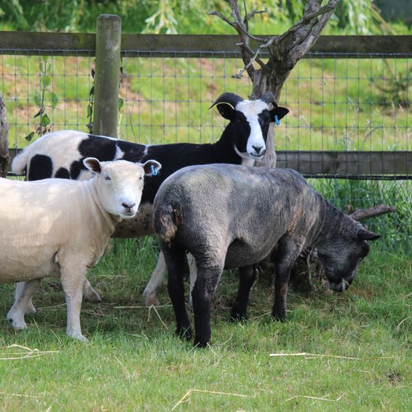 Ryeland Sheep