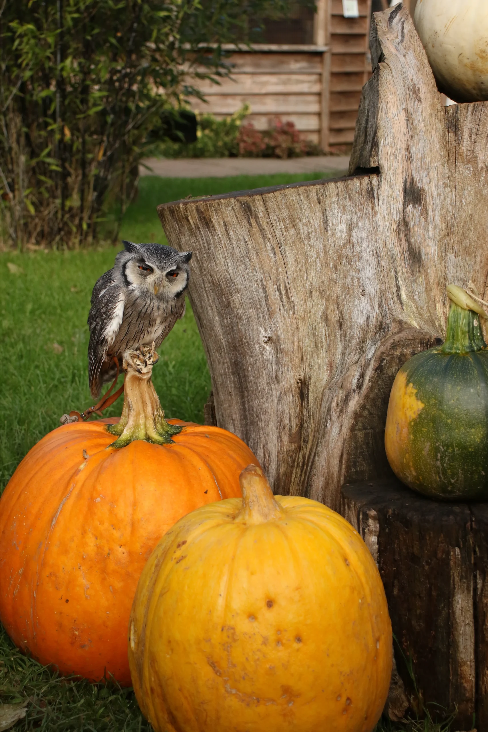 Owl pumkin