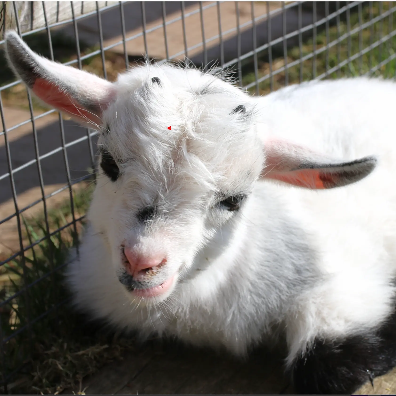 Kiwi The Chinchilla<br />
